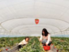 -喜杨洋草莓采摘园