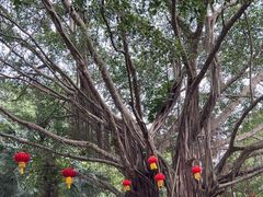 -海南热带野生动植物园