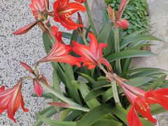 -循礼门鲜花花市(武汉循礼门店)