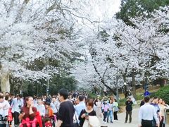 -武汉大学-樱园