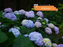 -寂照庵