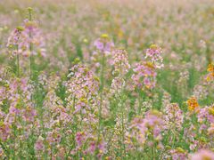 -中国天府农业博览园