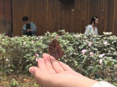 -野象谷景区