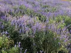 -北京东方普罗旺斯薰衣草庄园