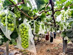 -马陆小张葡萄园农家乐