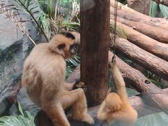 -客栈猫舍(中央北路店)