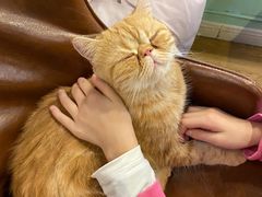 -猫小院猫主题餐厅(三里屯店)