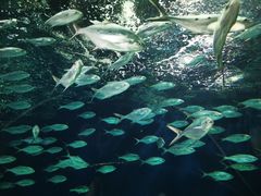 -上海海洋水族馆