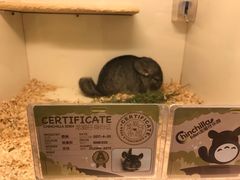 -龙猫仔乐园(惠福东路店)