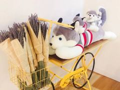 -Husky Go! 哈士奇体验馆·宠物咖啡厅狗咖