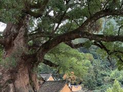 -杨家堂村
