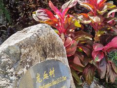 -中国科学院西双版纳热带植物园