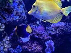 -暹罗海洋世界
