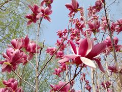 -莲花池公园