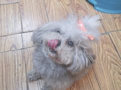 -志龙皇冠吃货椰子铺