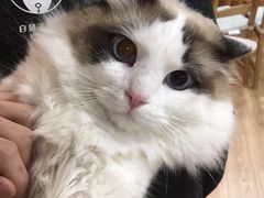 -白兔子密室(长寿路店)