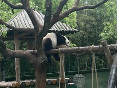 -上海野生动物园