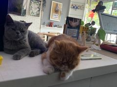 -平行世界·猫咖(首经贸店)