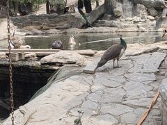 -白洋淀景区