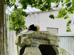 -卧龙中华大熊猫苑神树坪基地