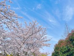 -贡湖湾湿地公园