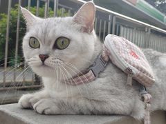 -瑞派宠物医院(搏威敦和院)