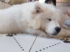 -毛绒耶耶撸宠馆·猫咖·狗咖·荷兰猪咖
