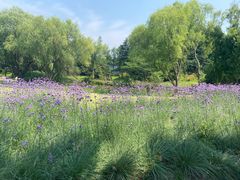 -上海共青森林公园