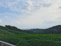 -龙坞茶村