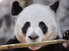 -栾川竹海野生动物园