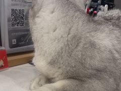 -艾贝尔宠物医院 ·中兽医·宠保定点(北门桥店)