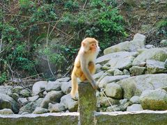 -姑婆山旅游区