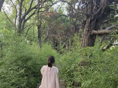 -嘉定紫藤园