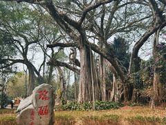 -瑞丽独树成林风景区
