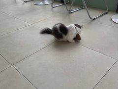 -怪兽屋·羊驼·猫咖·狗咖(俊华广场店)