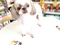 -我爱吾宠宠物美容院(朝阳路店)