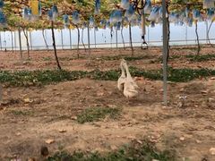 -海堤葡萄园中小学生研学基地