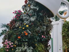 -深圳仙湖植物园