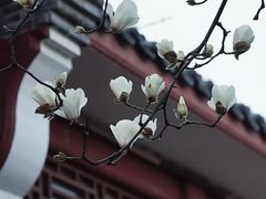 -长春观