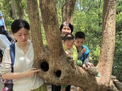 -上海佘山国家森林公园天马山园