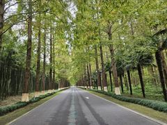 -黄海国家森林公园