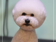 比熊-可爱是宠物(容辰庄园店)