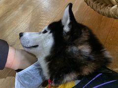 -Husky Go! 哈士奇体验馆·宠物咖啡厅狗咖