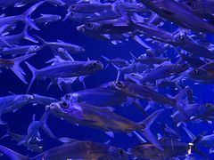 -成都浩海立方海洋公园