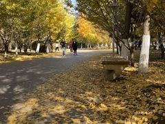 -长白岛森林公园