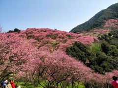 -新建村梅花