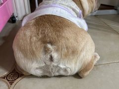 -德元·美联众合24小时动物医院(总院)