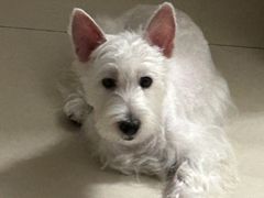 -美联众合动物医院·24h转诊中心