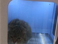 -十年猫舍·猫咪专门店(普陀店)