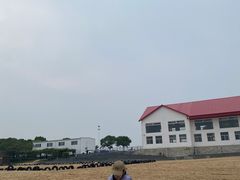 -碧海金沙